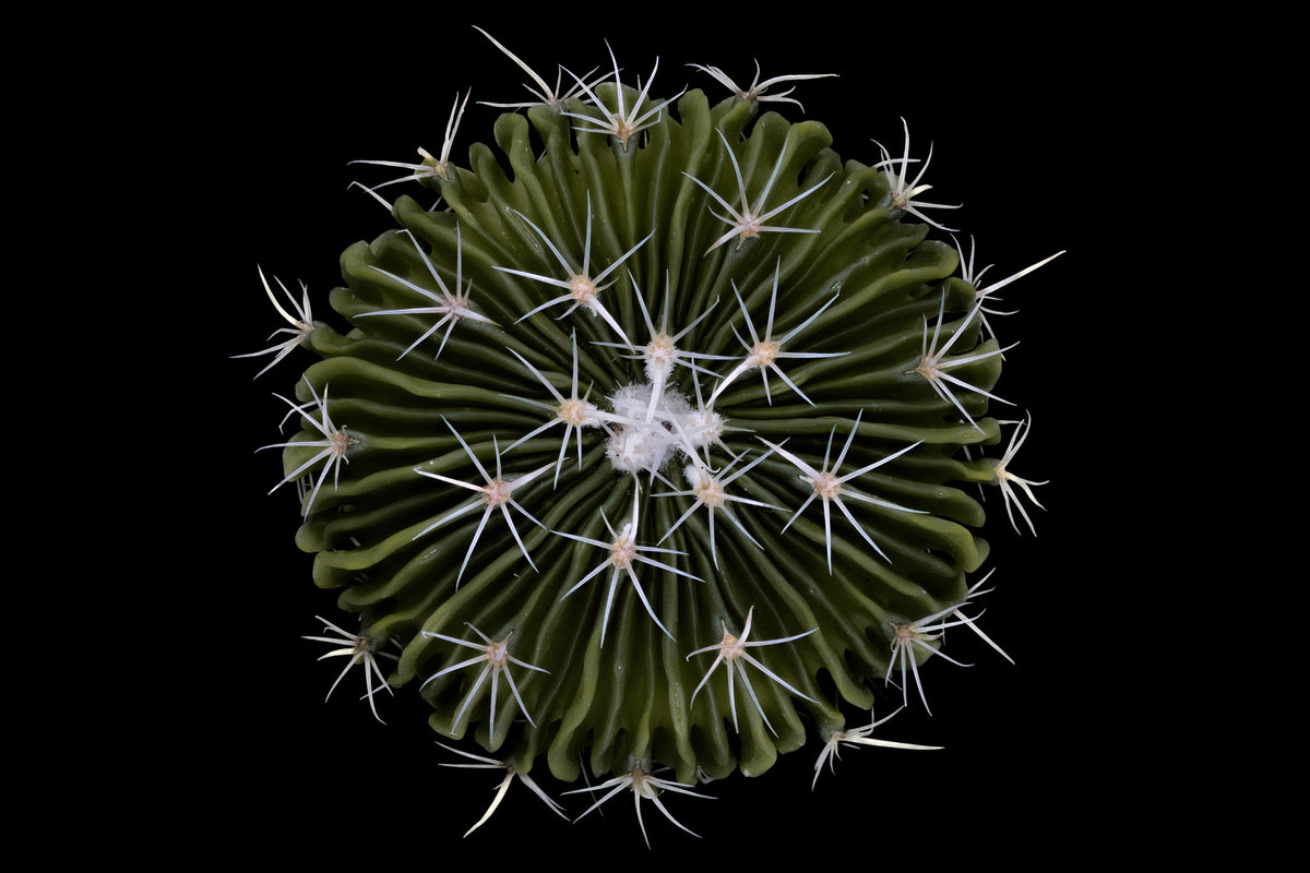 photo-wallpaper-stenocactus