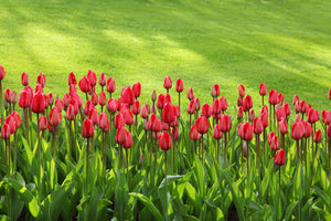 photo-wallpaper-red-tulip-field-in-the-sunlight