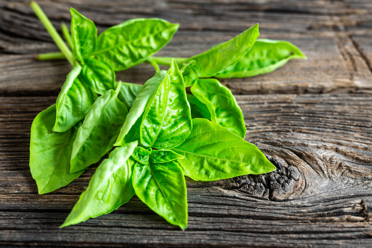 photo-wallpaper-basil-leaves-ii