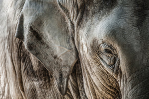 photo-wallpaper-close-up-elephant