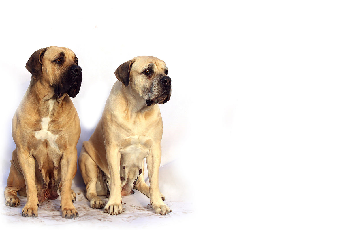 photo-wallpaper-2-mastiffs