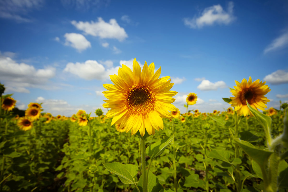 photo-wallpaper-summer-sunflowers