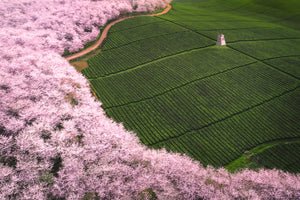 photo-wallpaper-the-road-of-flower-x