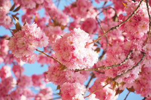 photo-wallpaper-beautiful-cherry-blossoms