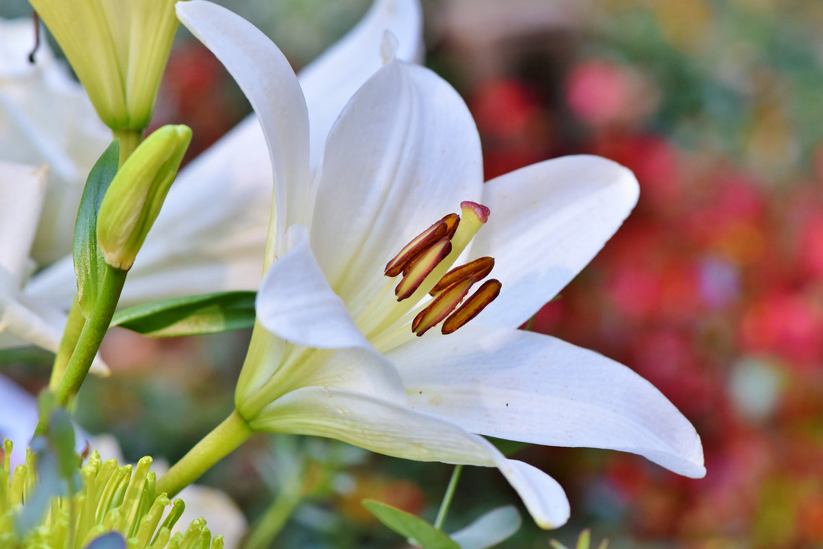 photo-wallpaper-magnificent-lily-in-white