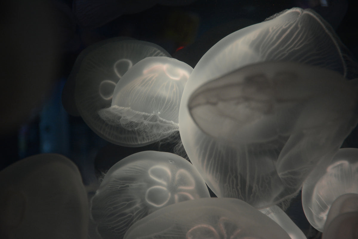 photo-wallpaper-eerie-jellyfish