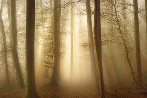 photo-wallpaper-into-the-trees