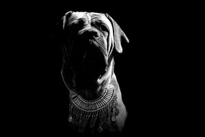 photo-wallpaper-the-boerboel-sw