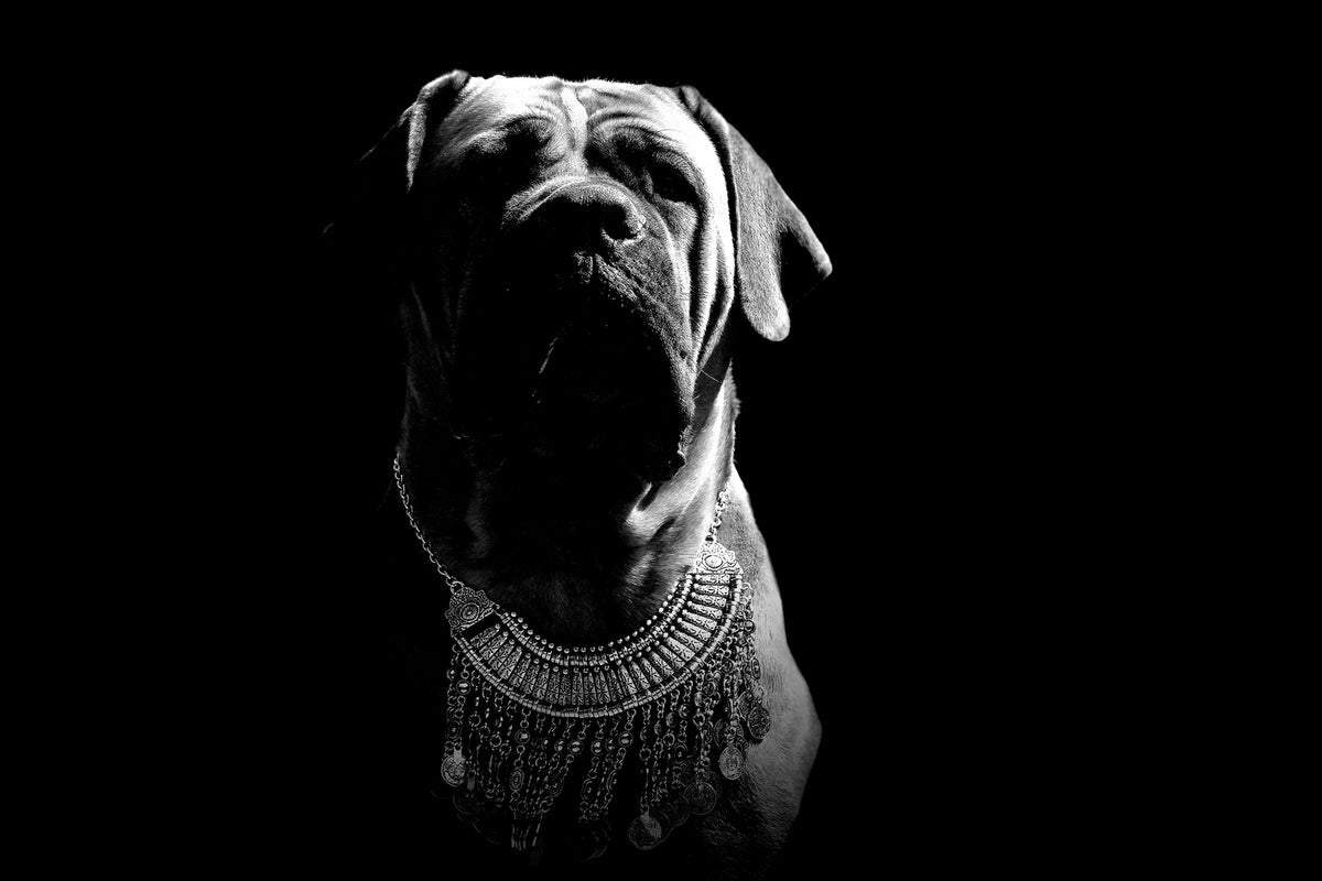 photo-wallpaper-the-boerboel-sw