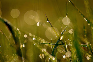 photo-wallpaper-dew-in-the-morning