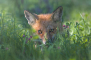 photo-wallpaper-red-fox-xuf