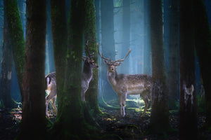 photo-wallpaper-deers