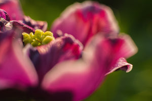 photo-wallpaper-macro-tulip-in-red