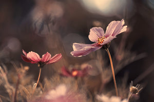 photo-wallpaper-flowers-of-innocence-x