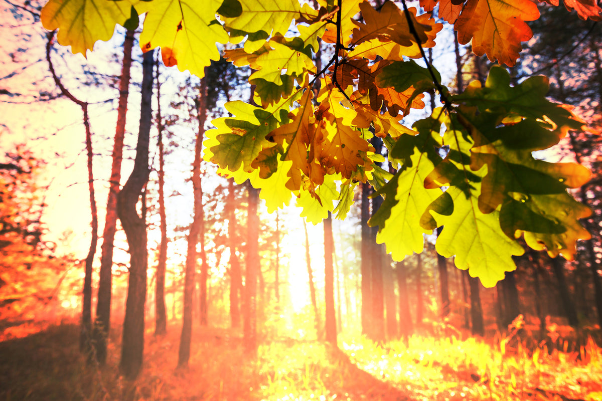 photo-wallpaper-autumn