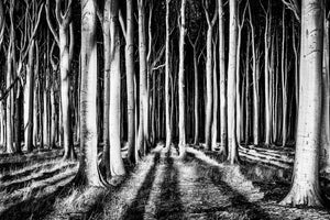 photo-wallpaper-ghost-forest