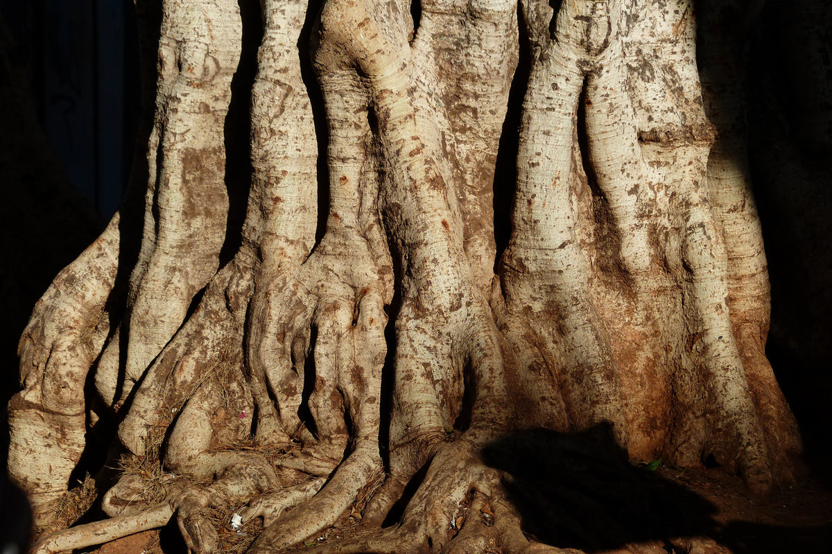 photo-wallpaper-tree-close-up