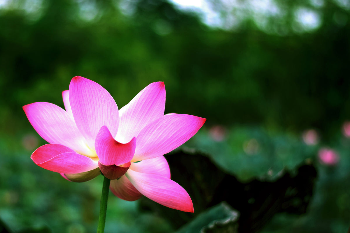 photo-wallpaper-lotus-in-nature