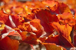 photo-wallpaper-nice-autumn-leaves