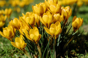 photo-wallpaper-crocuses-in-spring