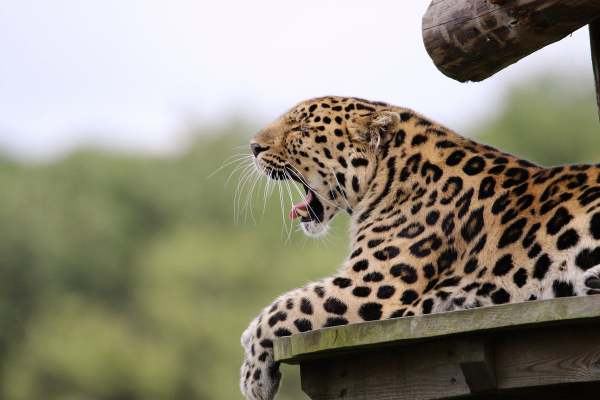 photo-wallpaper-tired-leopard