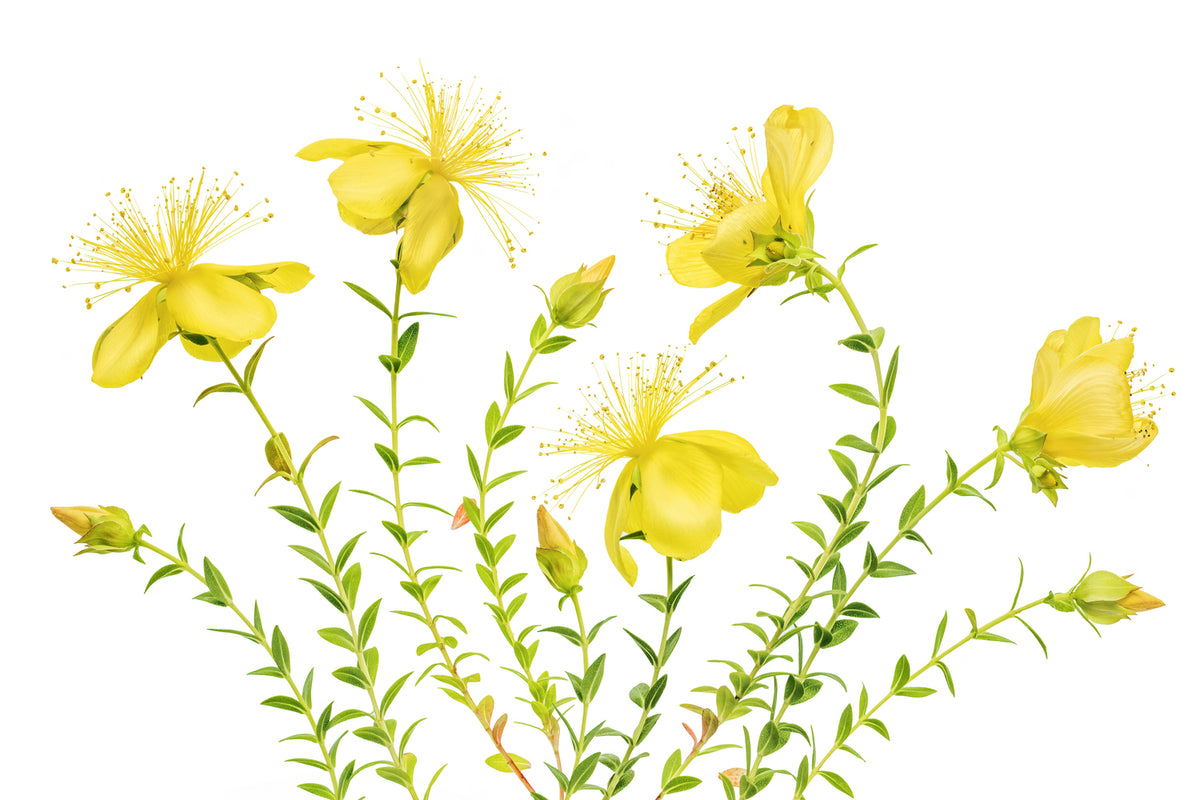 photo-wallpaper-hypericum-x