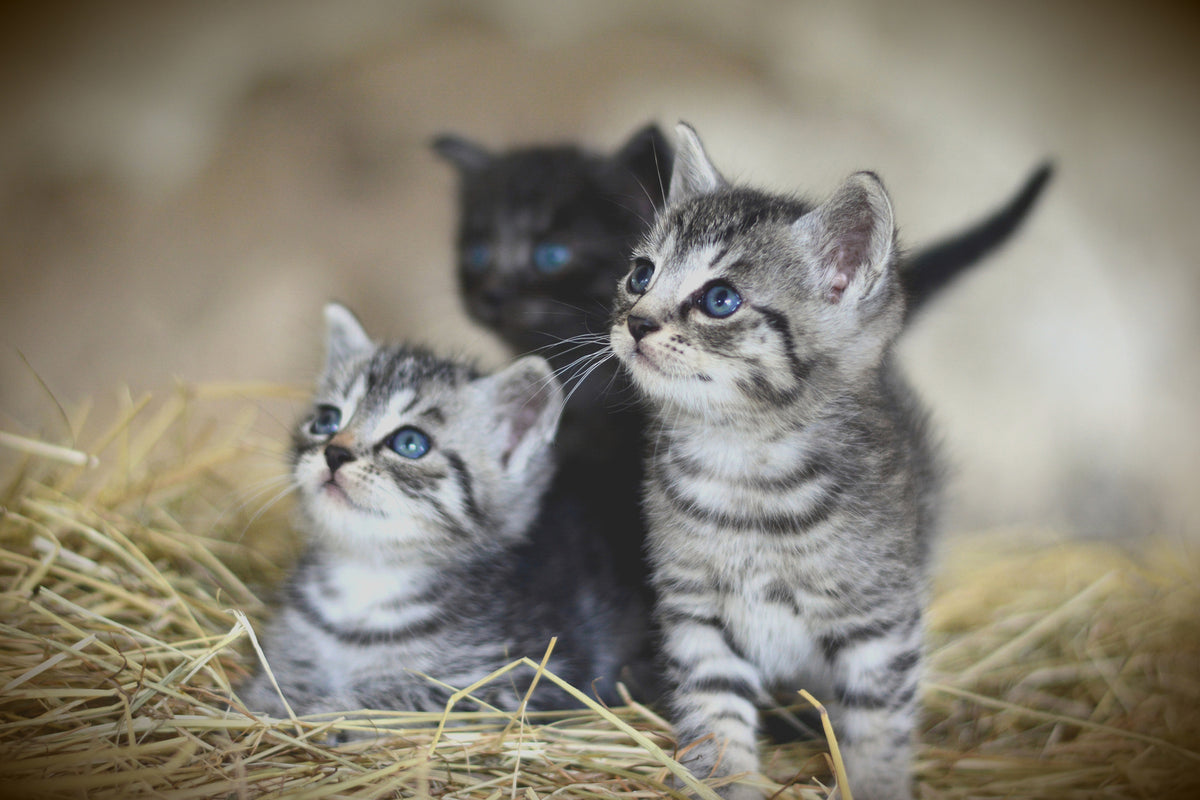 photo-wallpaper-kitten-trio