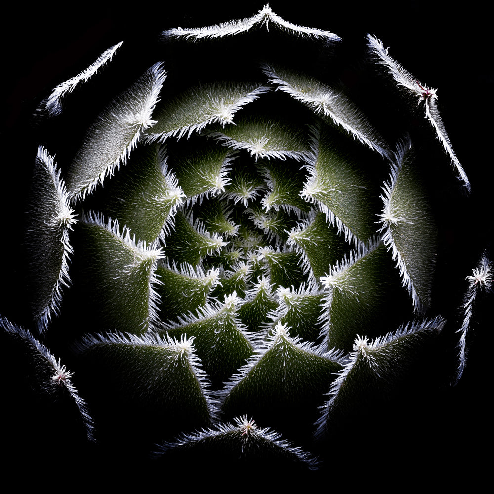 photo-wallpaper-sempervivum-rosette