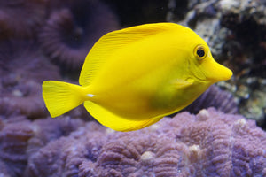 photo-wallpaper-the-lemon-doctor-fish