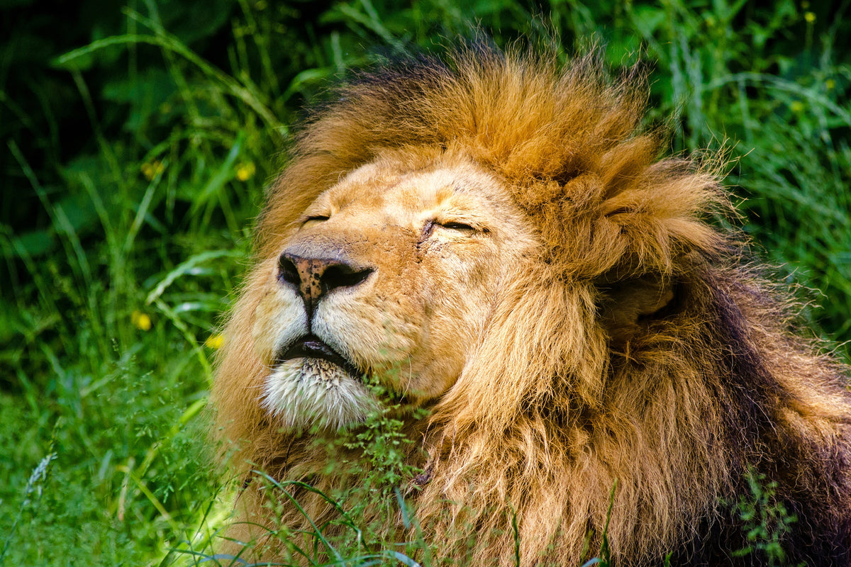 photo-wallpaper-sleeping-lion