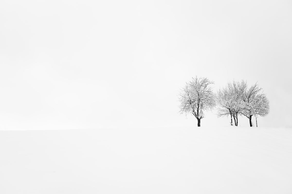 photo-wallpaper-tree-and-silence-x