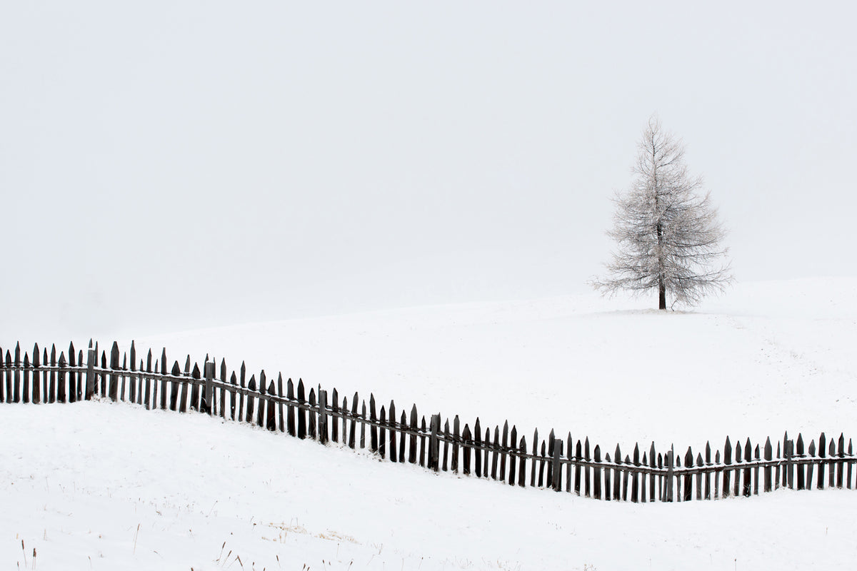 photo-wallpaper-the-larch-behind-the-fence-x