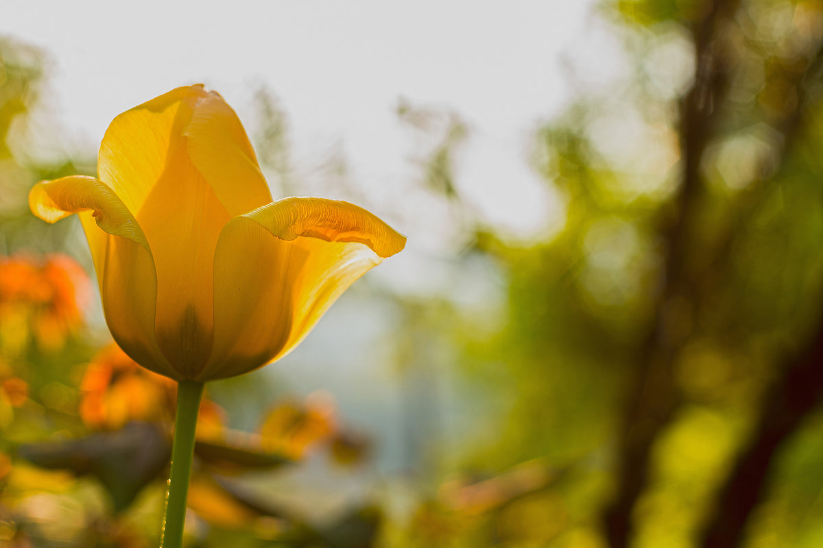 photo-wallpaper-yellow-tulip-in-the-nature