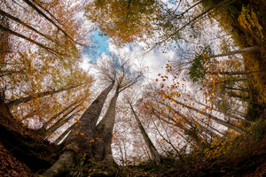 photo-wallpaper-forest-xax