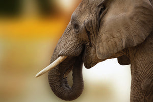 photo-wallpaper-elephant-close-up