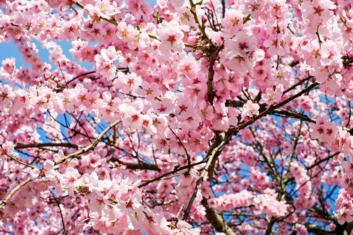 photo-wallpaper-wonderful-japanese-cherry