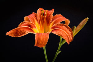 photo-wallpaper-a-lily-flower-in-orange