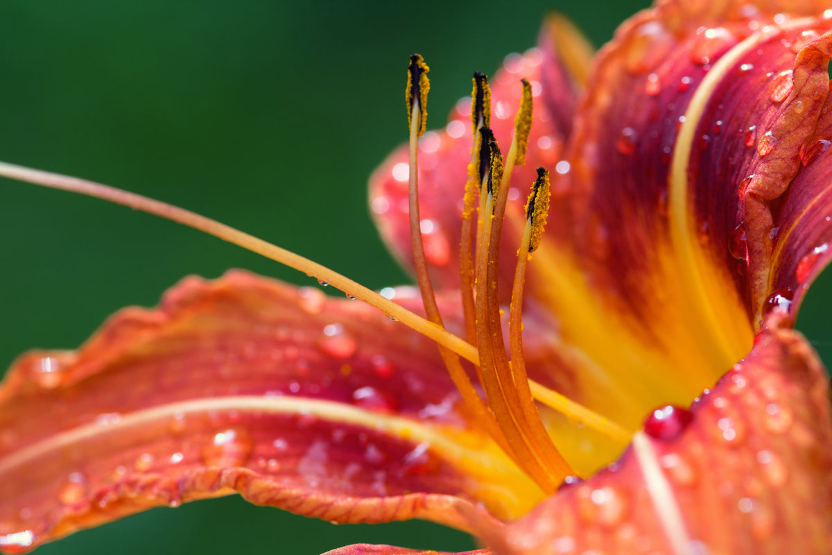 photo-wallpaper-xxl-lily-in-orange