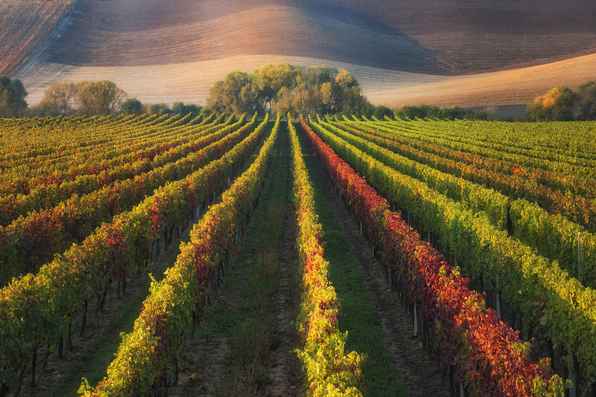 photo-wallpaper-vineyard-in-autumn-x