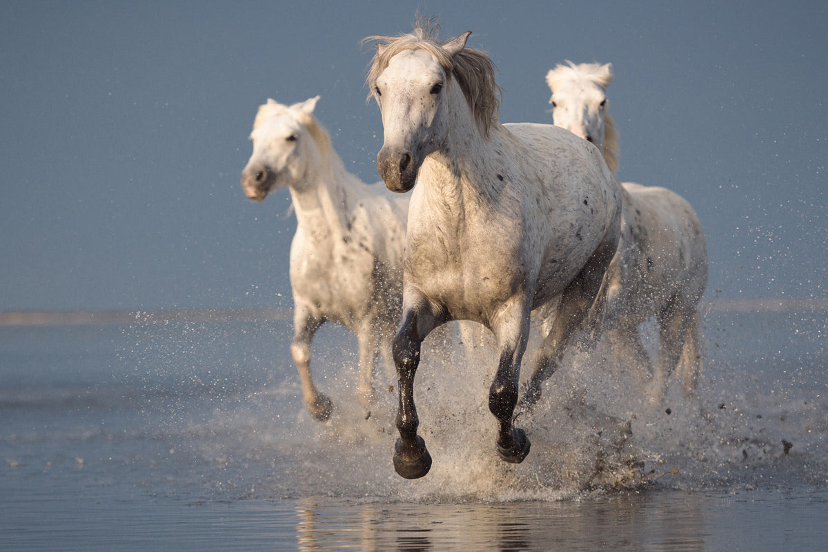 photo-wallpaper-camargue-horses-on-sunset-x