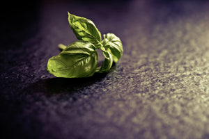 photo-wallpaper-basil-leaves