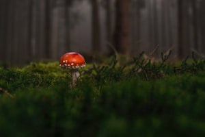 photo-wallpaper-a-mushroom-in-the-forest