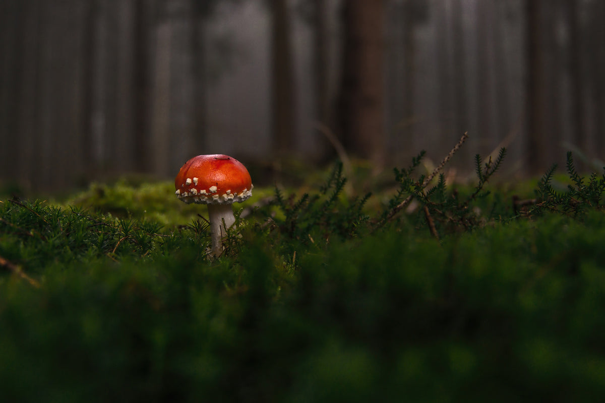 photo-wallpaper-a-mushroom-in-the-forest