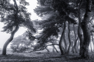 photo-wallpaper-pine-trees-dancing-in-the-fog-x