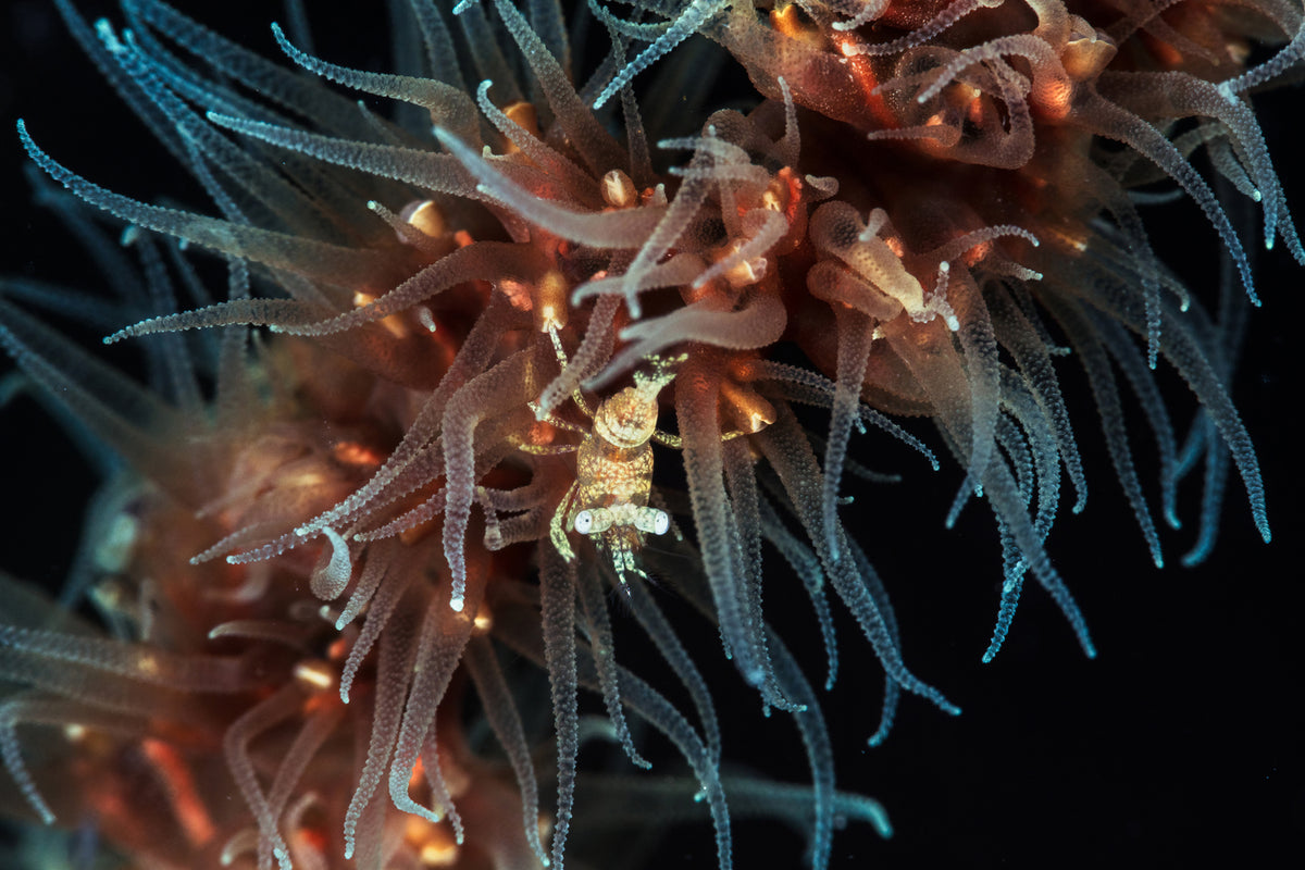 photo-wallpaper-zanzibar-whip-coral-shrimp