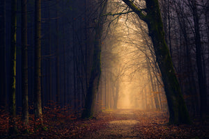 photo-wallpaper-evening-mood-in-the-forest