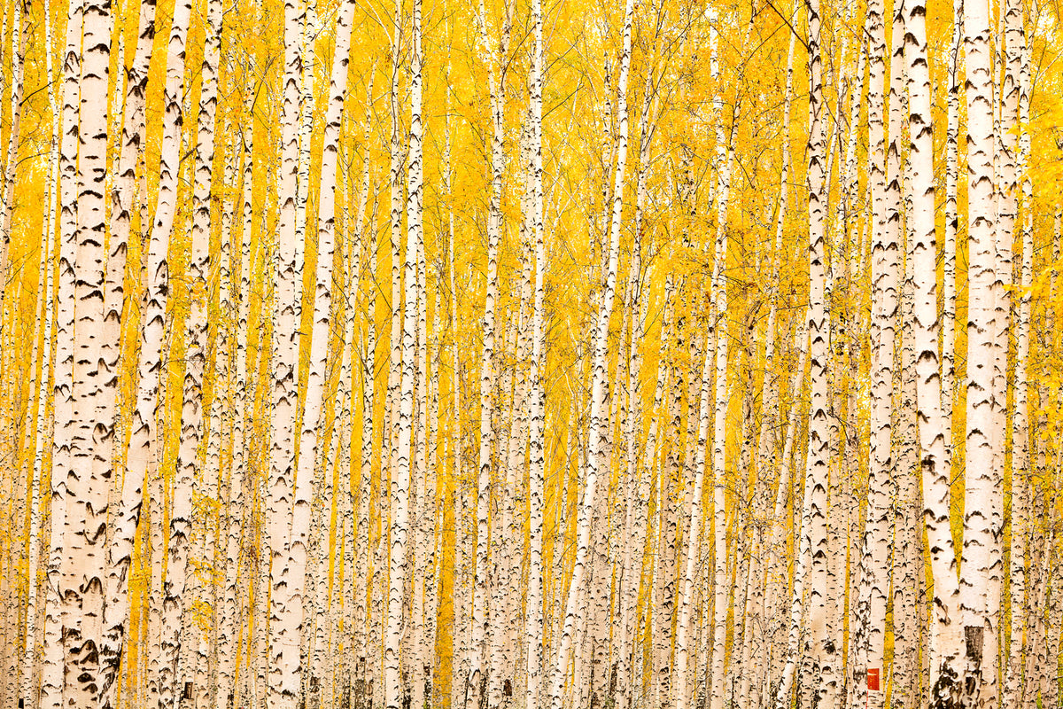 photo-wallpaper-the-birch-forest-in-autumn