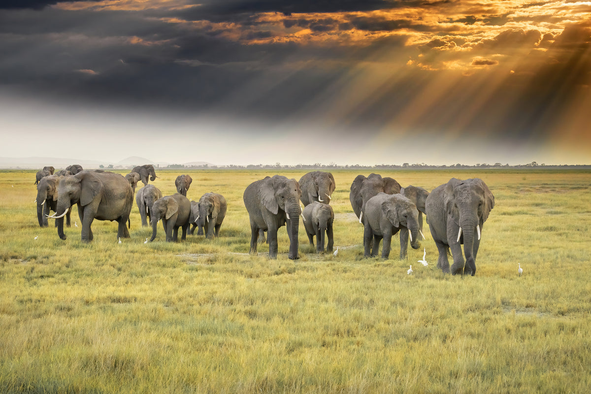 photo-wallpaper-for-the-love-of-elephants-x