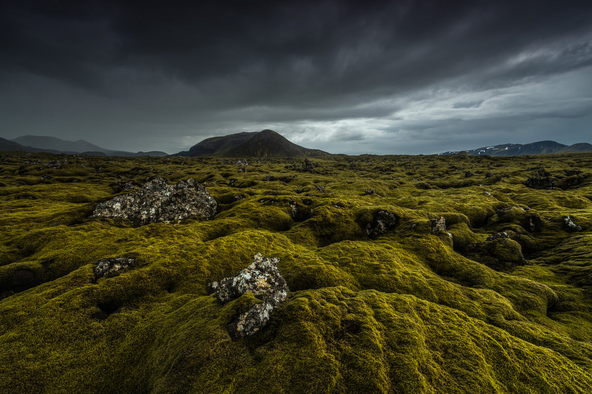 photo-wallpaper-green-carpet-x