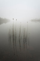 photo-wallpaper-reeds-in-the-mist